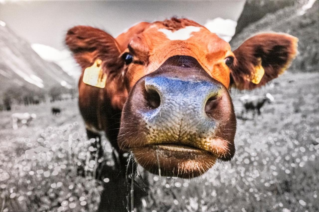 차군스 Haus Silvretta Nova 아파트 외부 사진
